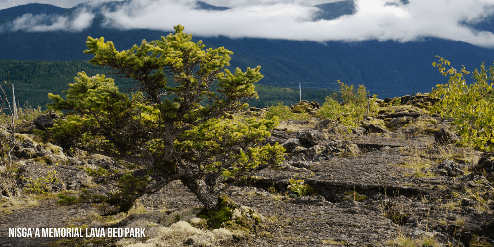 Nisgaa Memorial Lava Bed Park - Lava Fields near Terrace, BC #exploreBC #travelCanada - Family Travel - Things to do with Kids - Hiking - Terrace, BC - Prince Rupert, BC, Northern BC, Things to do in BC
